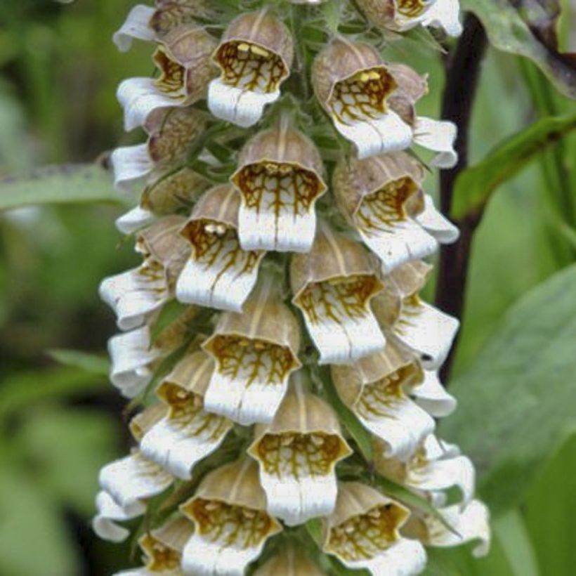 Digitale laineuse Café Crème - Digitalis lanata (Flowering)