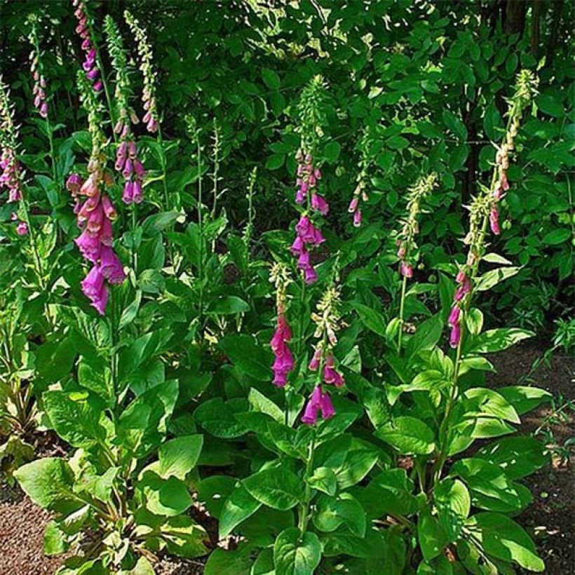 Digitale purpurea - Gant de notre-dame (Plant habit)