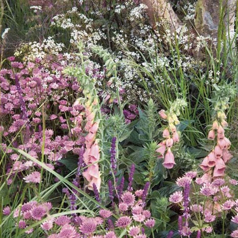 Digitale de Merton- Digitalis mertonensis (Plant habit)