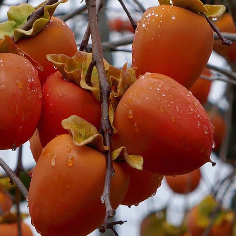 Plaqueminier, Kaki - Diospyros kaki Sharon (Harvest)