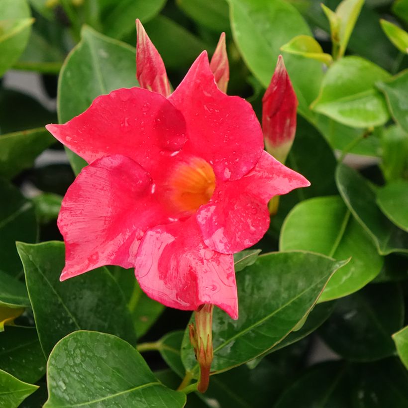 Dipladénia BELLA Compact Red (Flowering)