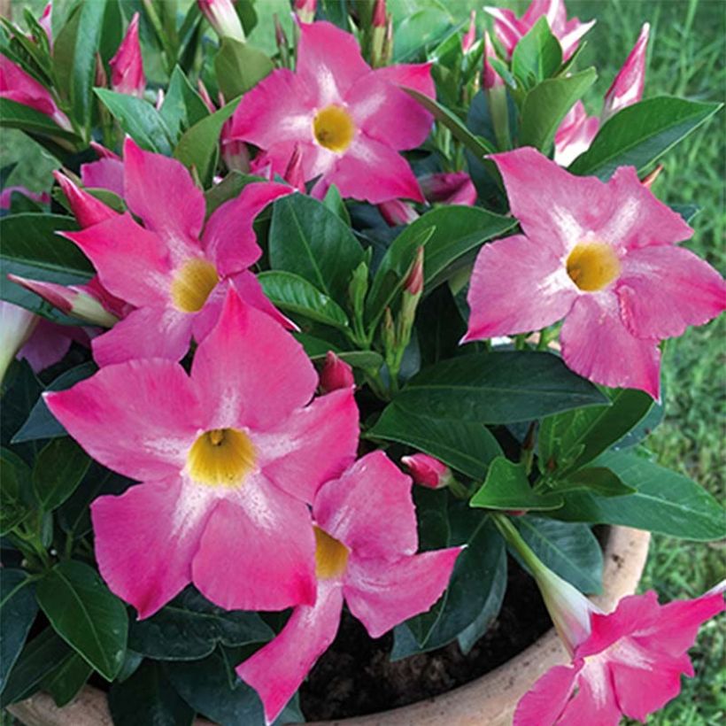 Dipladénia BELLA Pink Star (Flowering)