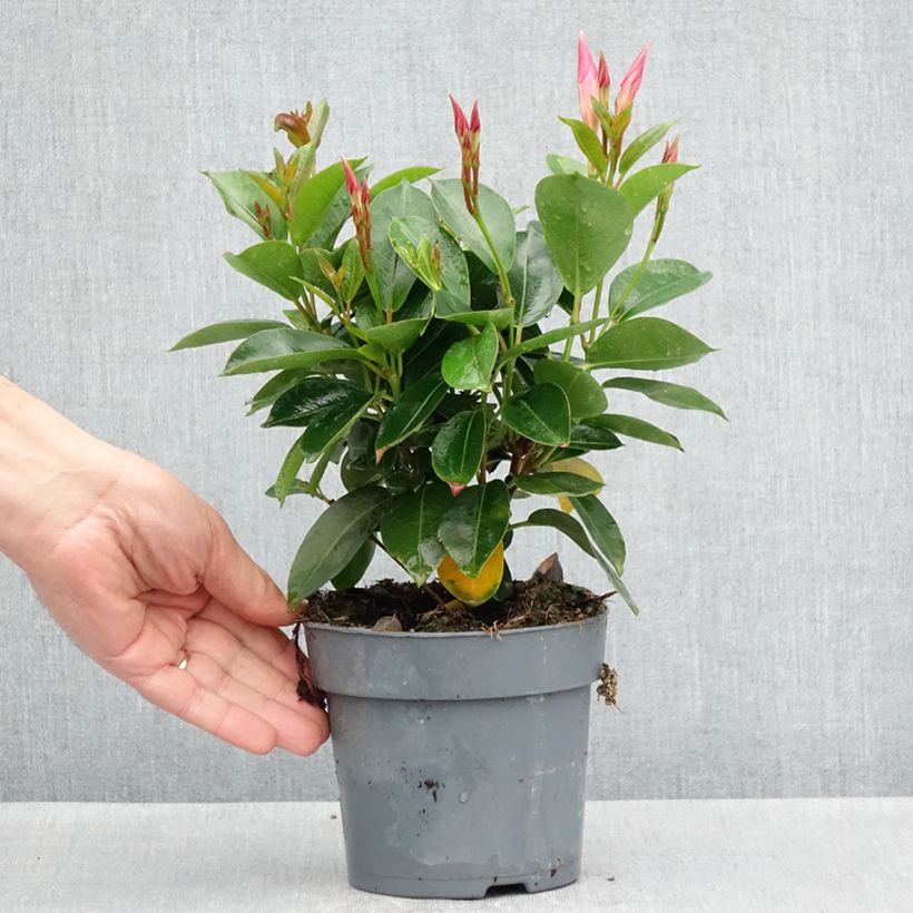 Example of Dipladénia BELLA Pink Star Pot de 12 cm / 13 cm as you get in printemps