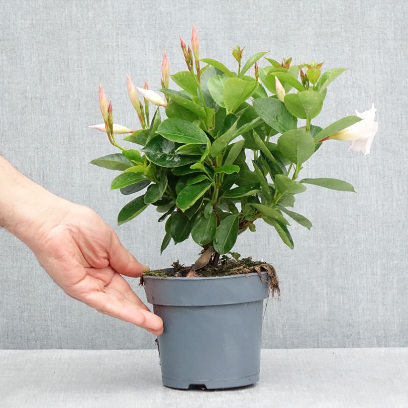 Example of Dipladénia BELLA White Pot de 10 cm/11cm as you get in printemps