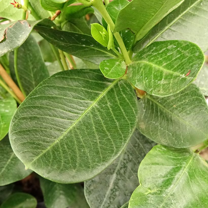 Dipladenia diamantina Agate mini Strawberry red - Mandevilla (Foliage)