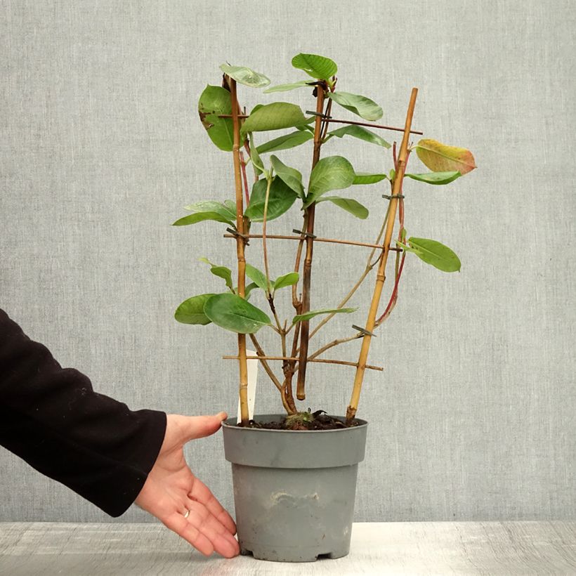 Example of Dipladenia diamantina Agate mini Strawberry red - Mandevilla Pot de 1,5L/2L as you get in automne