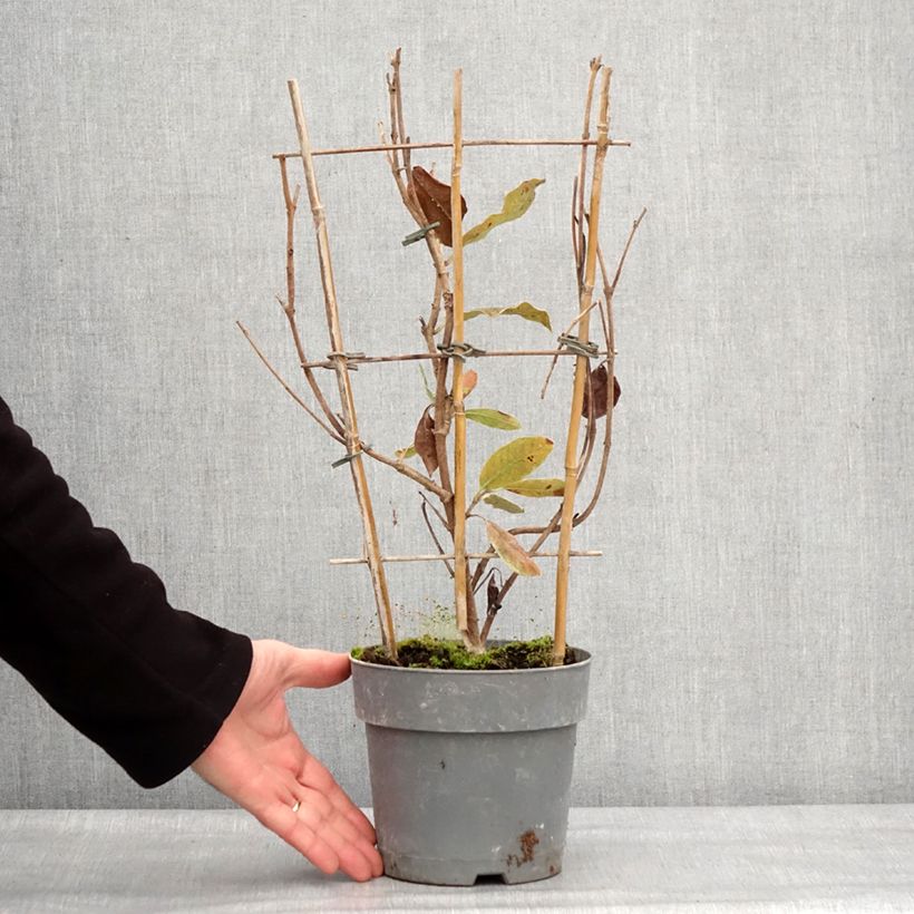 Example of Dipladenia Diamantina Jade Rose Pot de 2L/3L as you get in hiver