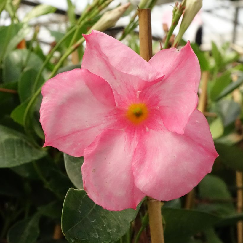 Dipladenia Diamantina Jade Rose (Flowering)