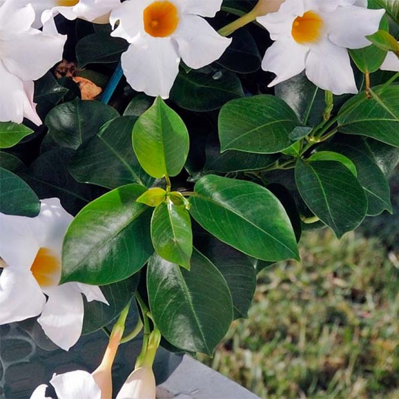 Dipladénia Diamantina Jade White - Mandevilla  (Foliage)