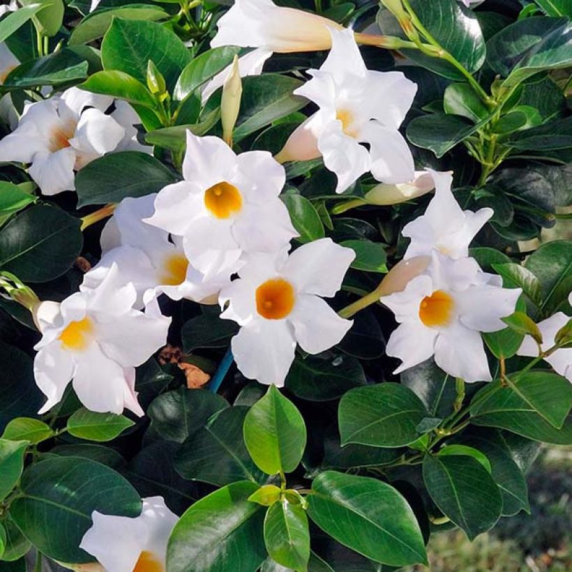 Dipladénia Diamantina Jade White - Mandevilla  (Flowering)