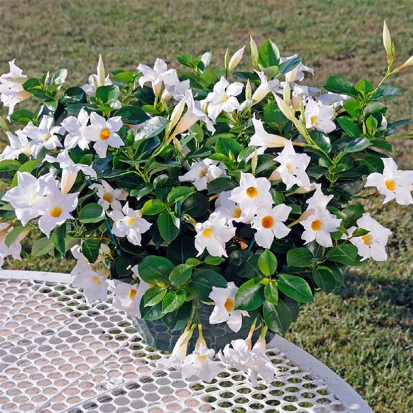 Dipladénia Diamantina Jade White - Mandevilla  (Plant habit)