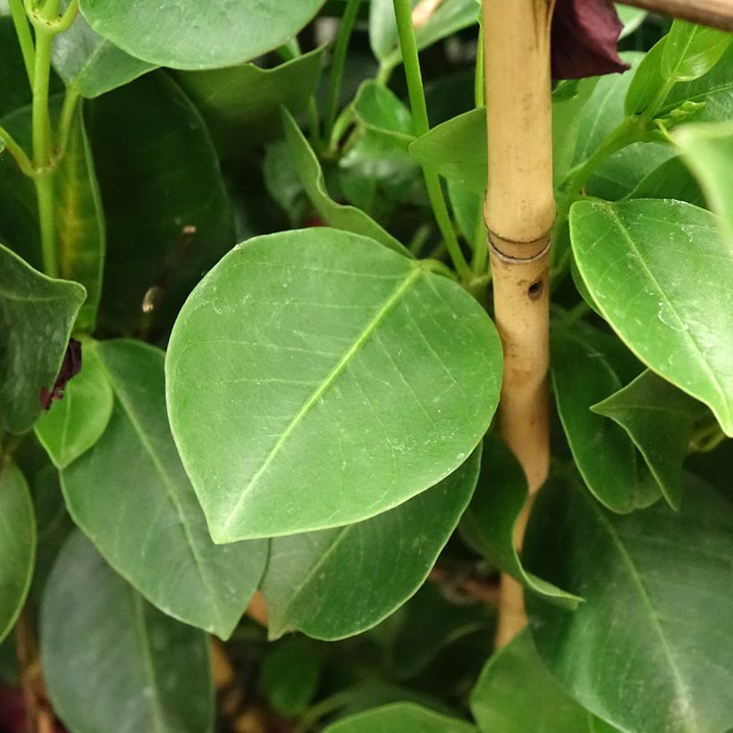 Dipladenia Diamantina Jade XXL Red - Mandevilla (Foliage)