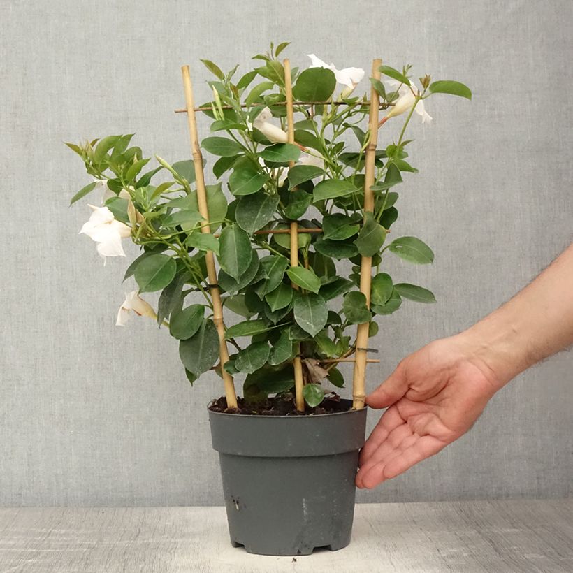 Example of Dipladenia diamantina Jade XXL White - Mandevilla Pot de 1,5L/2L as you get in ete