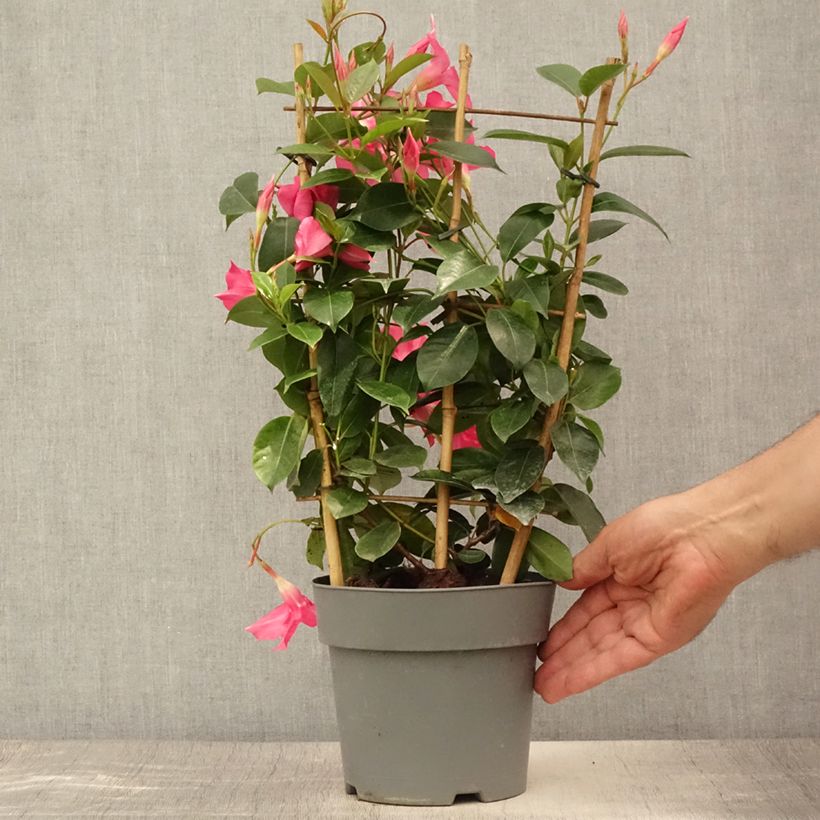 Example of Dipladenia Diamantina Opale Fuchsia Flammé  Pot de 2L/3L as you get in ete