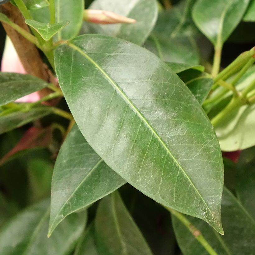 Dipladenia Diamantina Opale Fuchsia Flammé  (Foliage)