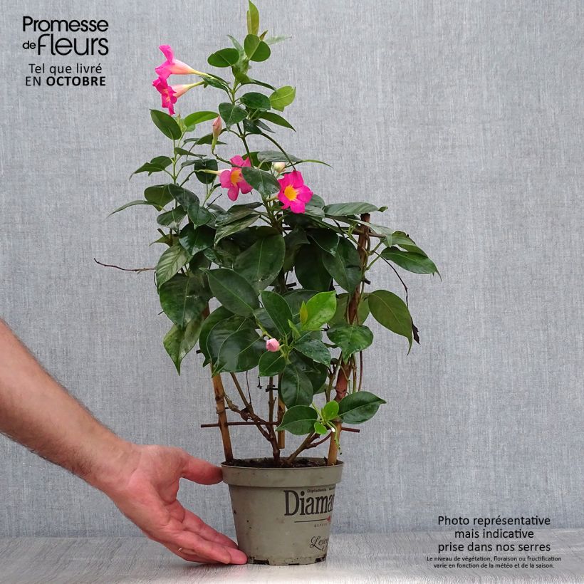 Example of Dipladenia Diamantina Quartz Pink & Yellow Pot de 1L/1,5L as you get in automne