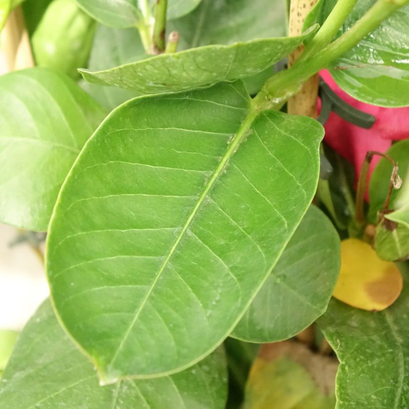 Dipladenia Diamantina Tourmaline fuchsia intense - Mandevilla (Foliage)