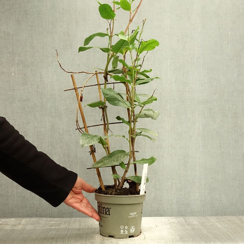 Example of Dipladenia Diamantina Tourmaline Pink - Mandevilla Pot de 1,5L/2L as you get in automne