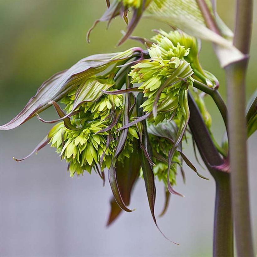 Disporum cantoniense Night Heron - Cloche des fées (Flowering)