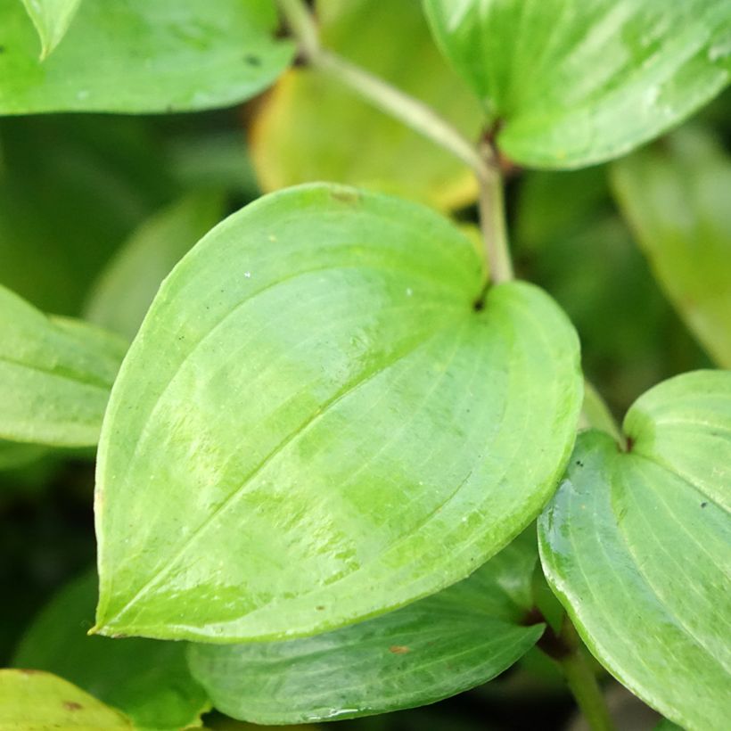 Disporum megalanthum - Cloche des fées (Foliage)