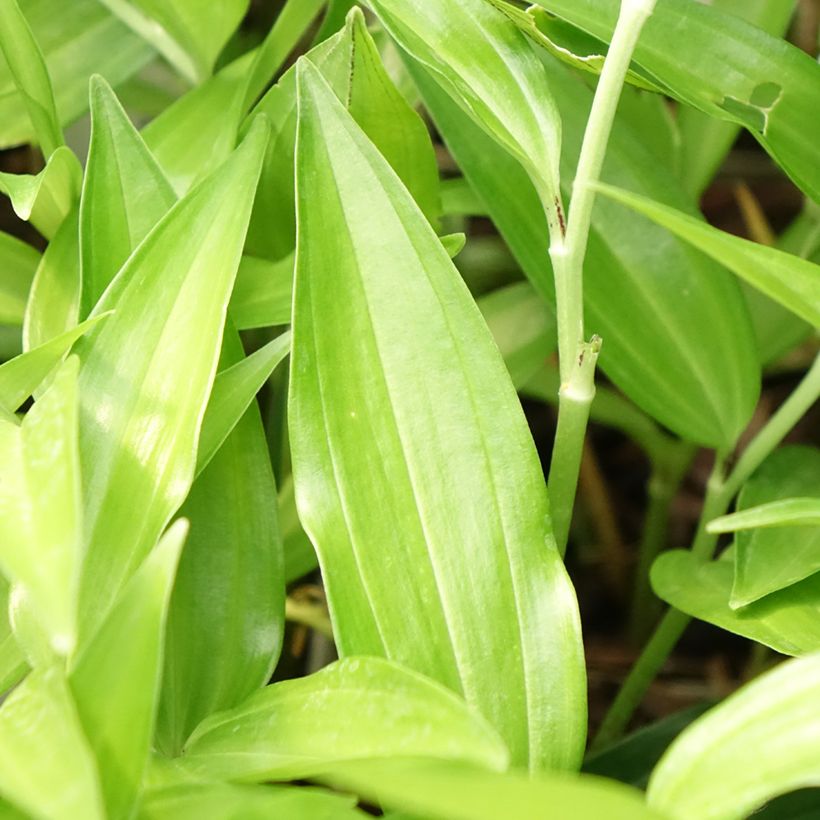 Disporum sessile - Cloche des fées du Japon (Foliage)