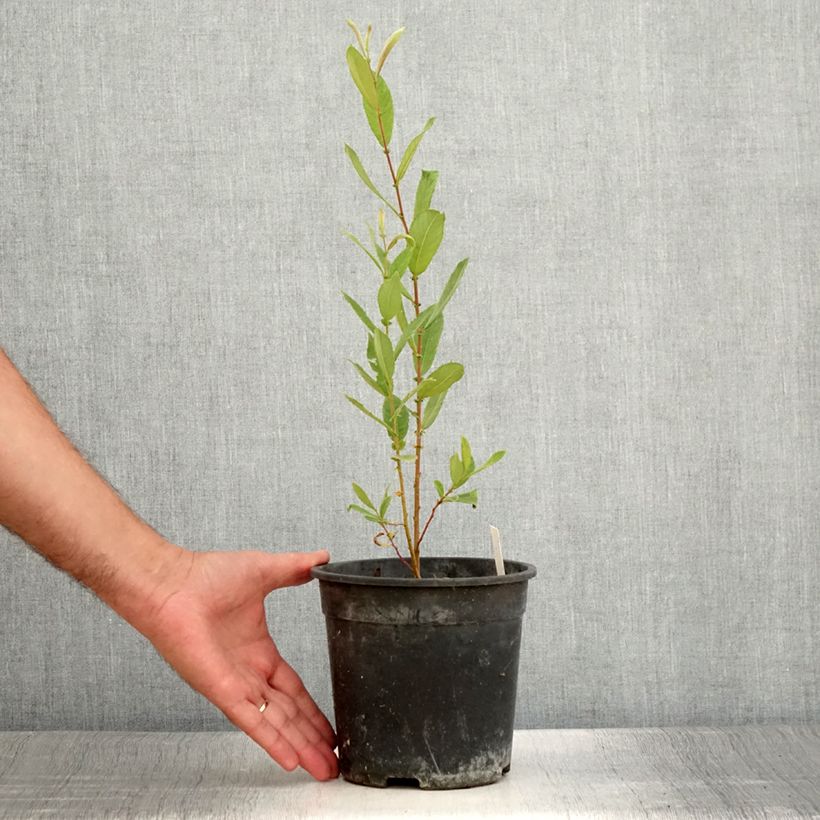 Example of Dodecatheon jeffreyi Rotlicht - Gyroselle Pot de 2L/3L as you get in ete
