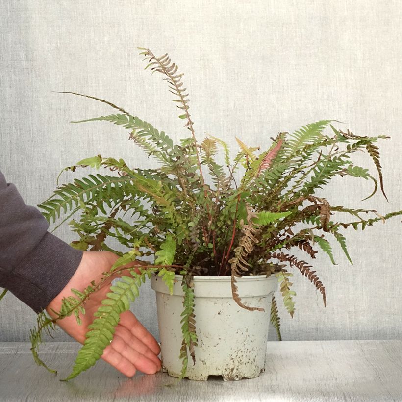 Example of Doodia media - Fougère râpe Pot de 2L/3L as you get in automne
