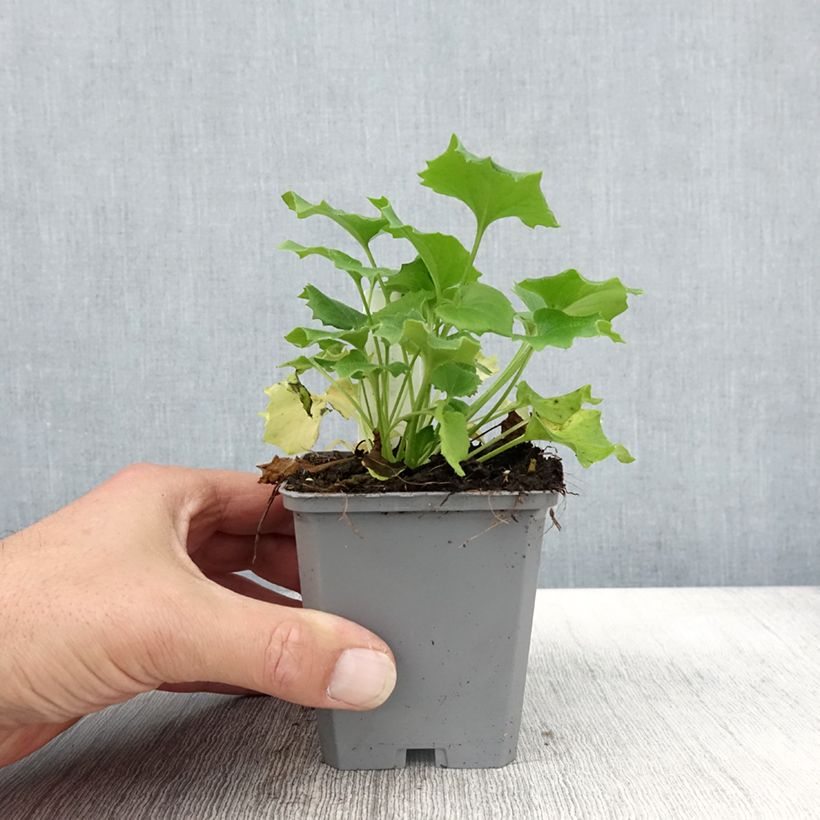 Example of Doronicum orientale Little Leo - Doronic du Caucase Godet de 8/9 cm as you get in automne