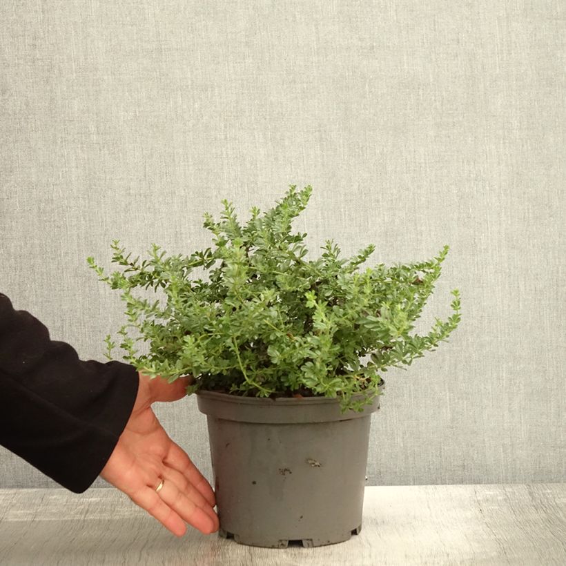 Example of Dorycnium hirsutum Frejorgues Pot de 3L/4L as you get in automne