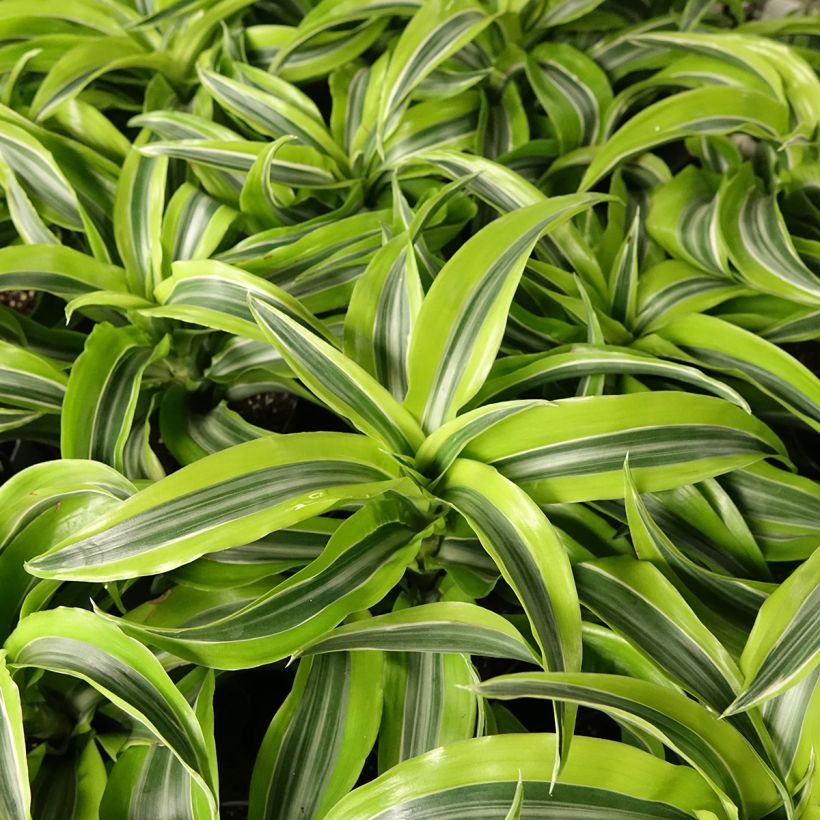 Dracaena Lemon Surprise - Dragonnier  (Foliage)