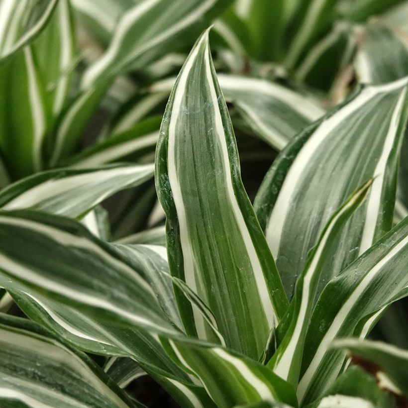 Dracaena White Jewel - Dragonnier (Foliage)