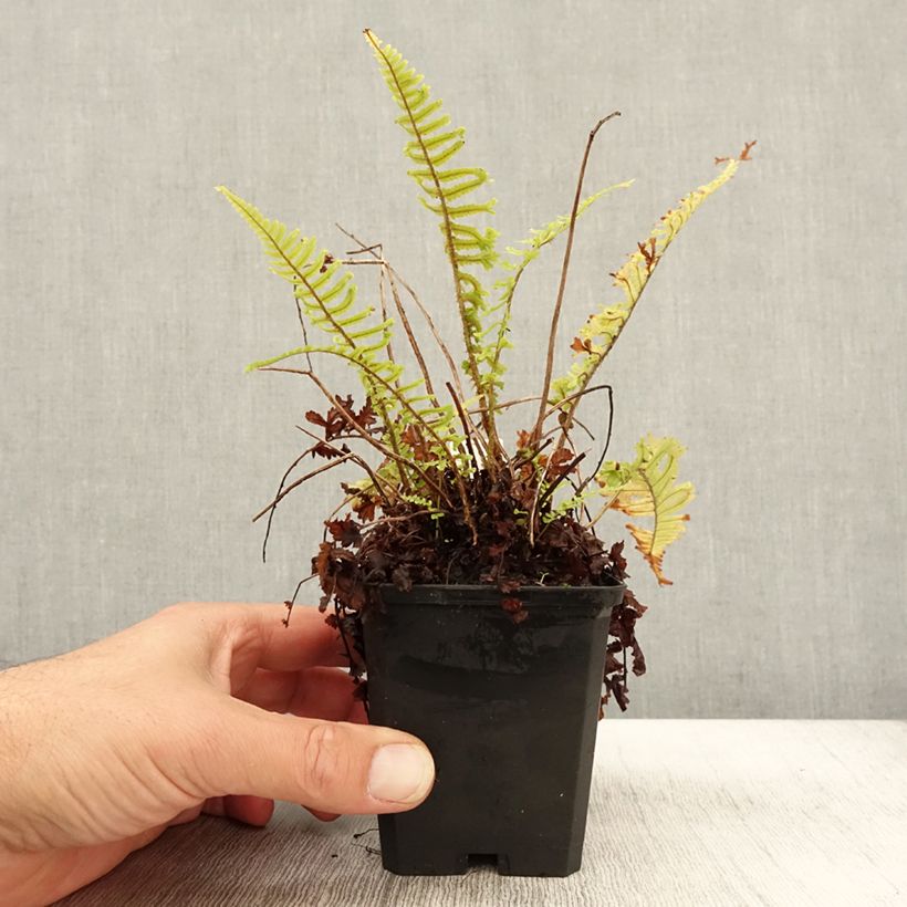 Example of Dryopteris affinis Cristata ou The King - Fausse Fougère mâle Godet de 8/9 cm as you get in automne