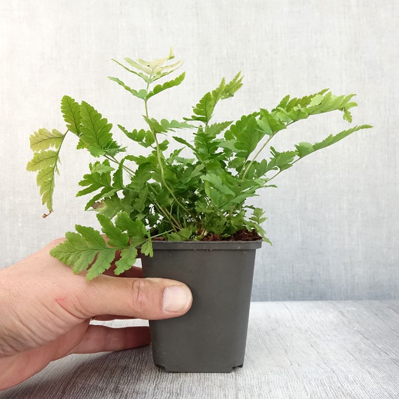Example of Dryopteris clintoniana - Fougère Godet de 8/9 cm as you get in automne
