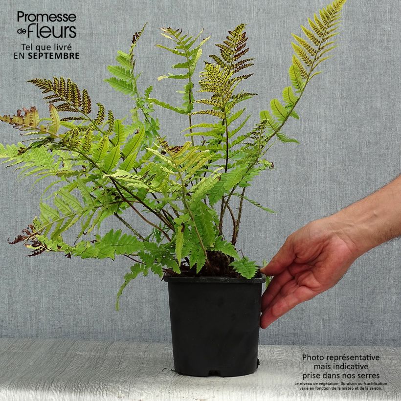 Example of Dryopteris coreano-montana - Fougère Pot de 2L/3L as you get in ete