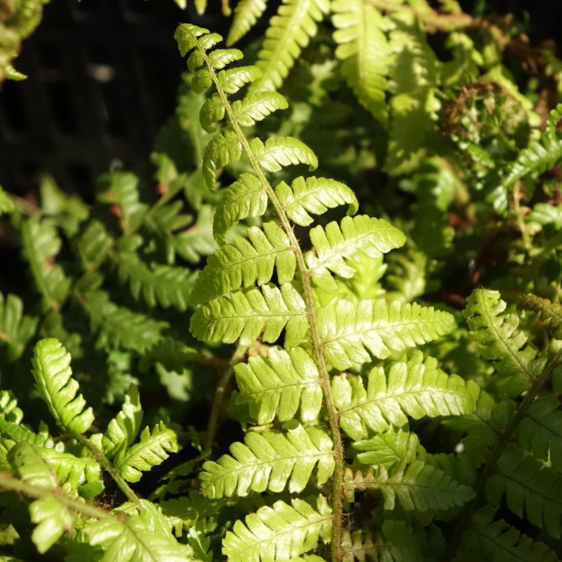 Dryopteris crassirhizoma - Fougère (Foliage)