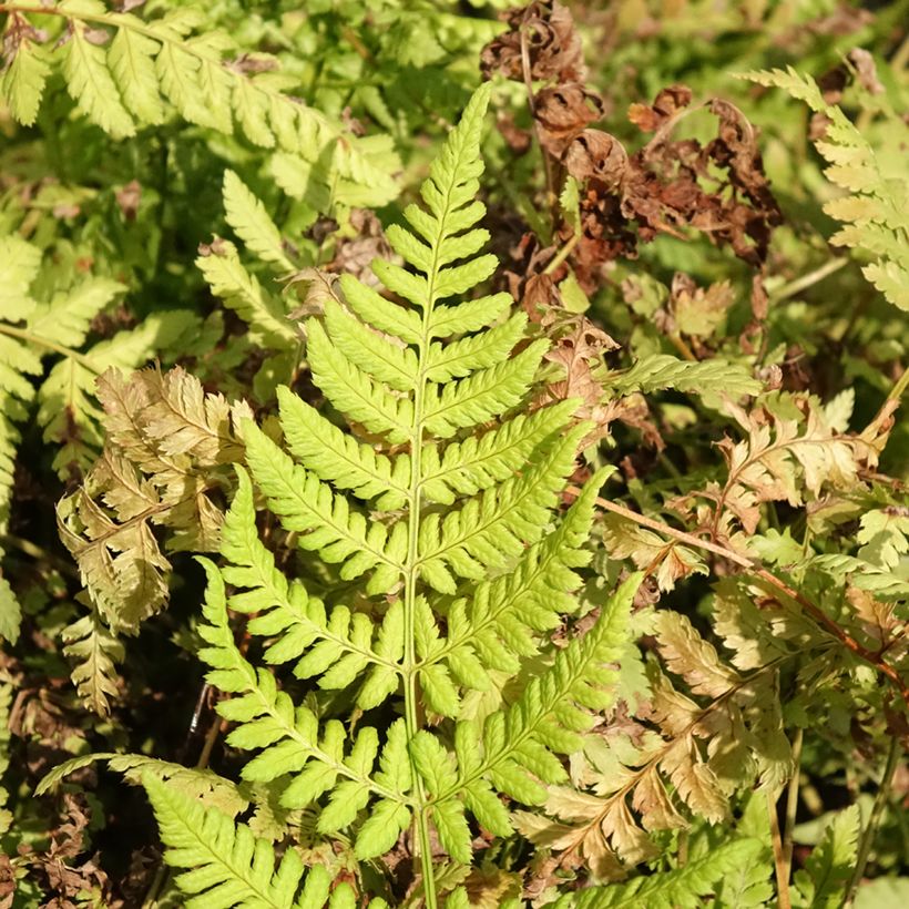 Dryopteris dilatata Crispa Whiteside - Fougère (Foliage)