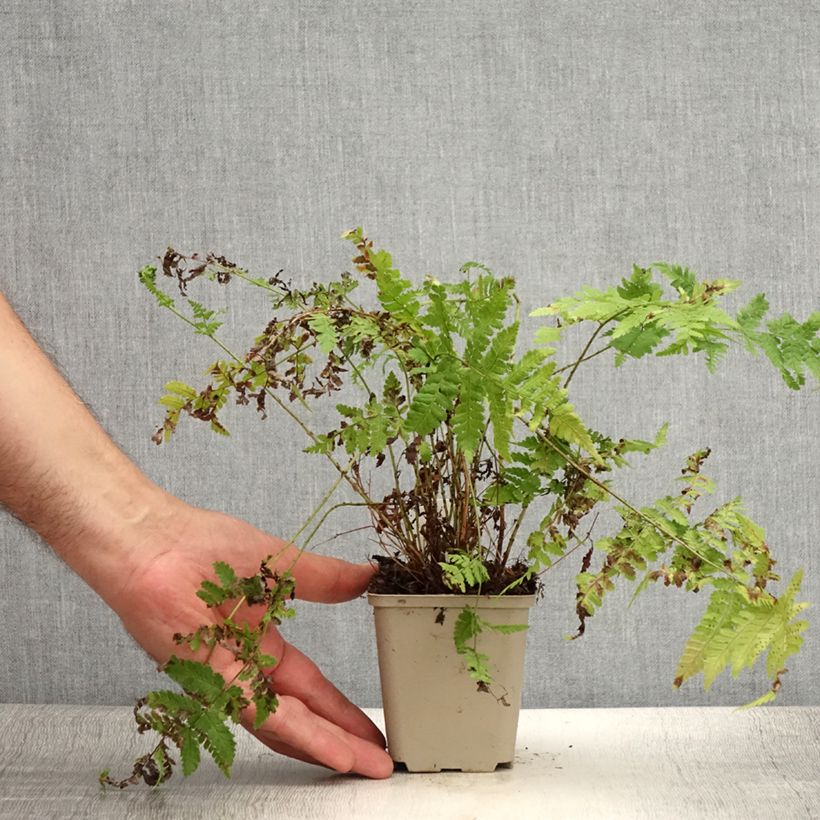 Example of Dryopteris dilatata Crispa Whiteside - Fougère Godet de 8/9 cm as you get in ete