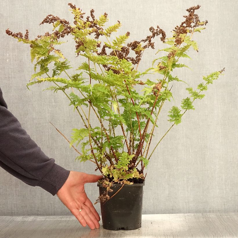 Example of Dryopteris dilatata Crispa Whiteside - Fougère Pot de 2L/3L as you get in automne