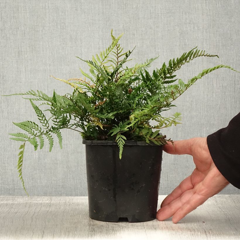 Example of Dryopteris erythrosora Prolifica - Fougère à sores rouges  Pot de 2L/3L as you get in automne