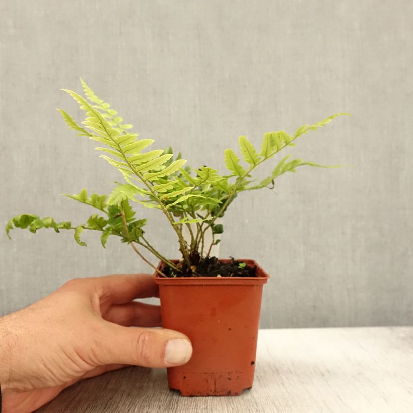 Example of Dryopteris ludoviciana - Fougère Godet de 8/9 cm as you get in automne