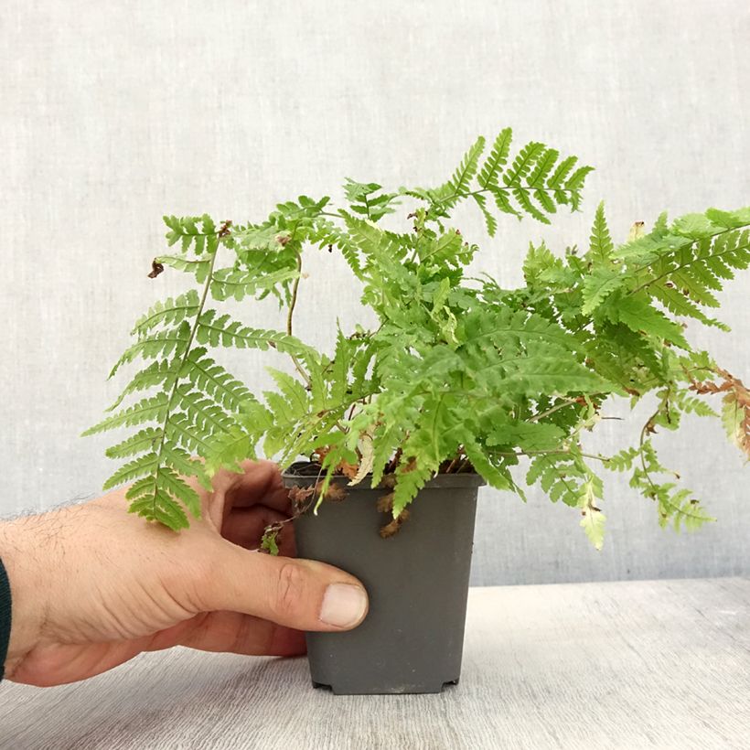 Example of Dryopteris stewartii - Fougère Godet de 8/9 cm as you get in automne