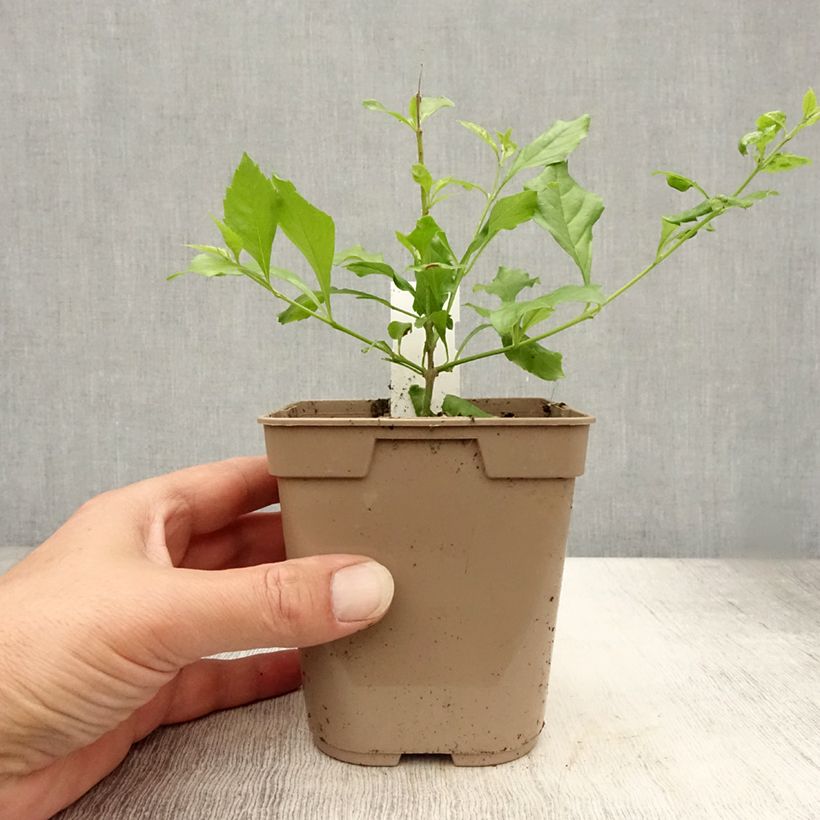 Example of Duranta repens ou erecta - Vanillier de Cayenne Pot de 1L/1,5L as you get in ete