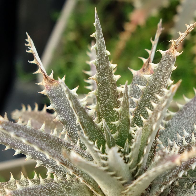Dyckia Grand Marnier (Foliage)