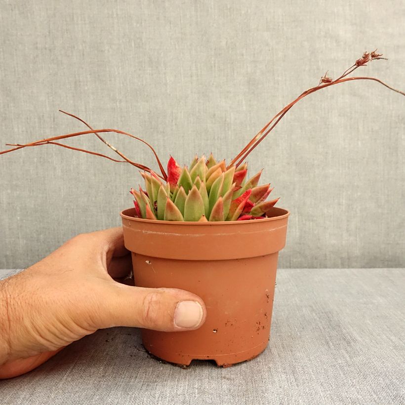 Example of Echeveria agavoides Pot de 1L/1,5L as you get in ete