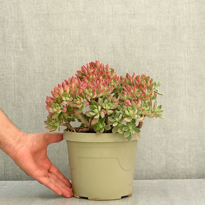 Example of Echeveria hybride Devotion Pot de 3L/4L as you get in ete