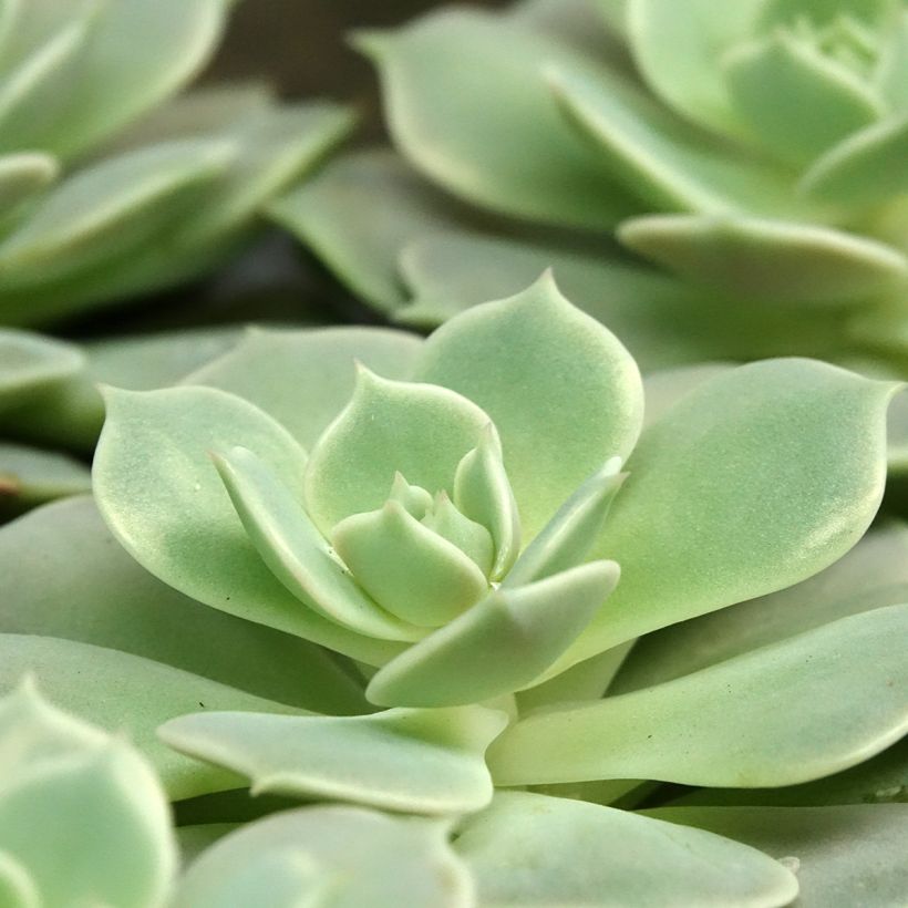 Echeveria Lola (Foliage)