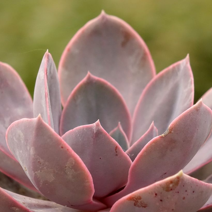 Echeveria Perle Von Nürnberg (Foliage)