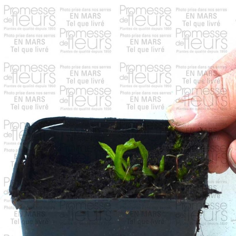 Example of Echinacea Coupe Soleil - Echinacée Godet de 8/9 cm as you get