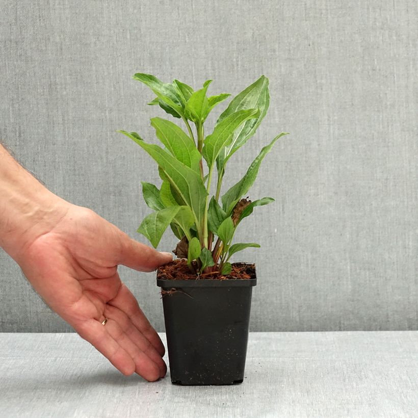 Example of Echinacea Eccentric - Echinacée Godet de 8/9 cm as you get in ete