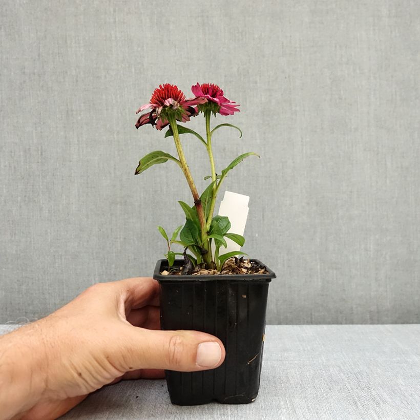 Example of Echinacea Evolution Colorific - Echinacée Godet de 8/9 cm as you get in ete
